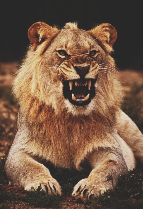 Tempted to get a lion tattoo on my shoulder. But, that would be too fratty.
<> Shine bright like a diamond.