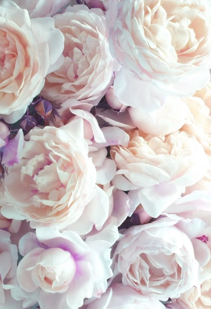 St. Cecilia Roses.
My dad named me. I don&rsquo;t like &ldquo;Cecilia&rdquo; too much. It&rsquo;s proper, delicate - it doesn&rsquo;t fit me at all. Even the flowers look like they would wilt with a mere graze of my fingertips. They&rsquo;re so weak…