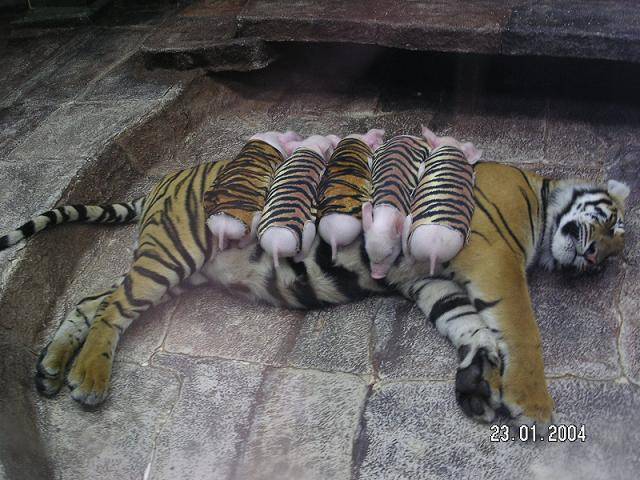 olibersss:

fuck-yeah-tumblrs-best-posts:

This post has been featured on The Best of Tumblr Blog -  Reblogged from iammasterofthedeathlyhallows
A tiger mother lost her cubs from premature labour, shortly after she became depressed and her health de…