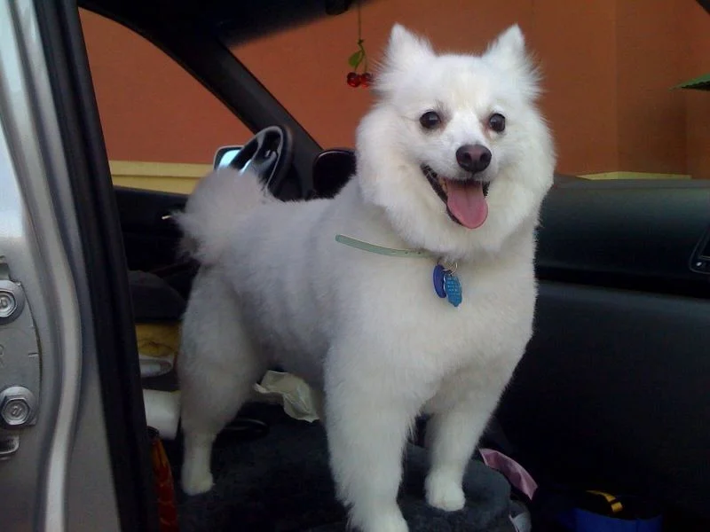 What the fuck did my mother do to my cute doggie :(