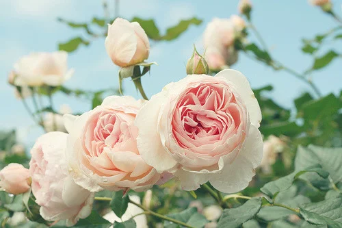 (via kimkuang)
That&rsquo;s a St. Cecilia&rsquo;s Rose.to be honest, it is usually pretty ugly, but it looks much better here. Kim, stop posting so effing much in one day. Holy shit, you&rsquo;re spamming my dashboard and I can&rsquo;t actually read…