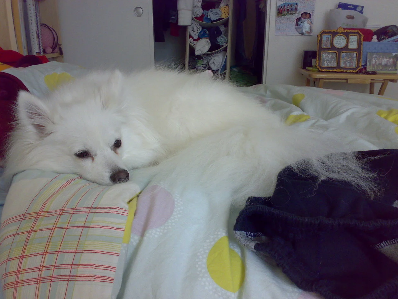 she&rsquo;s so cute&hellip; poor tigyour-ugly :)