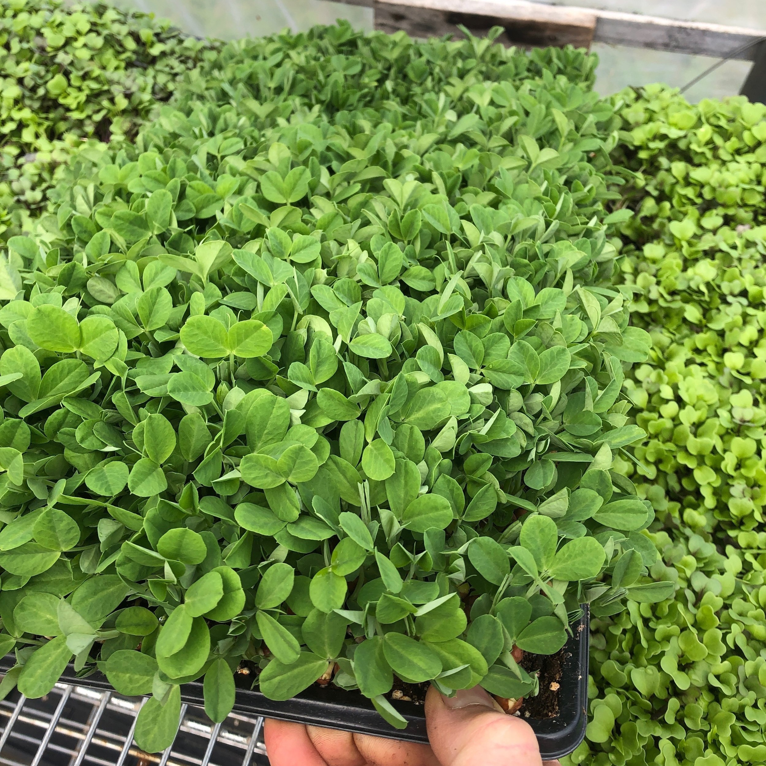 Pea microgreen flat