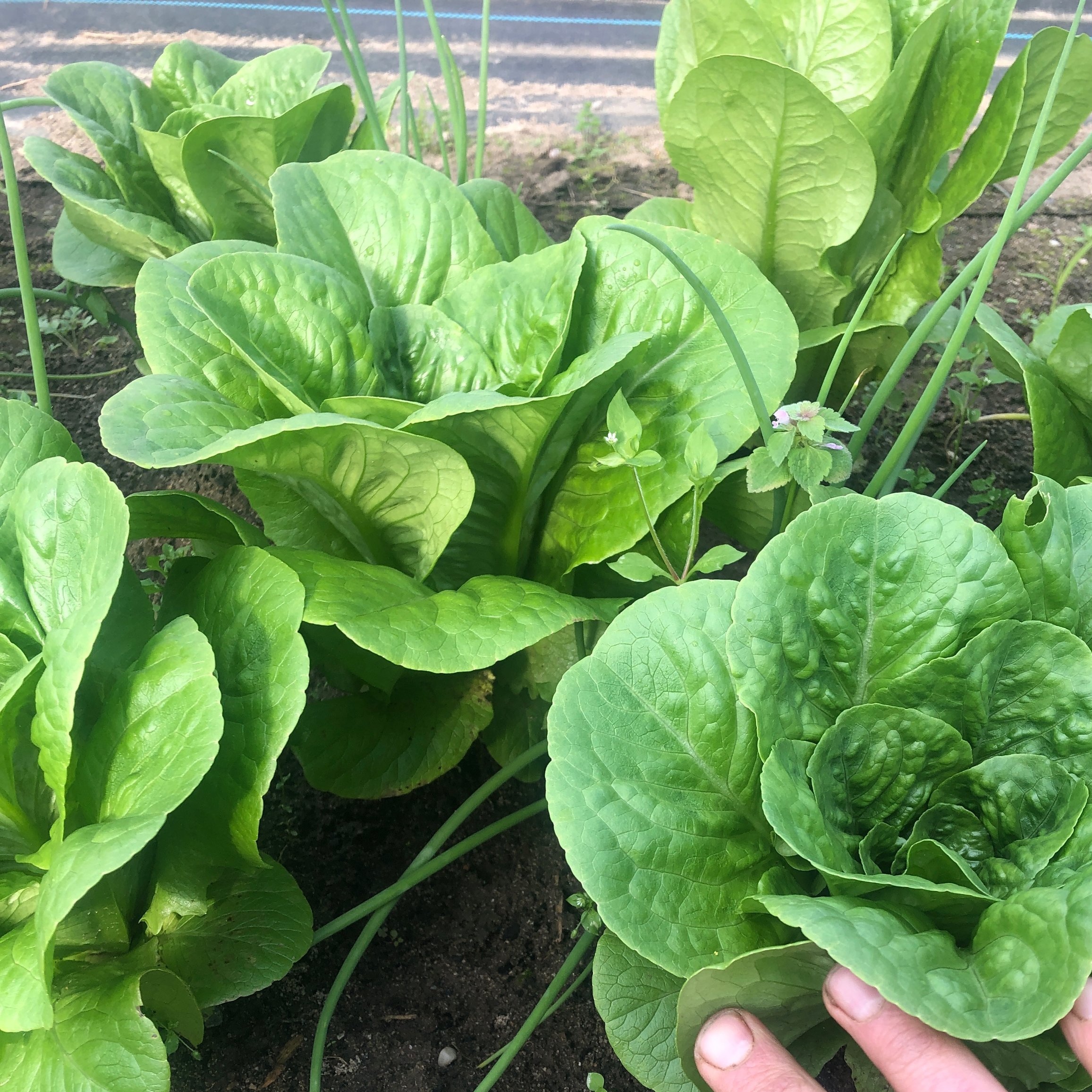 Winter Density Lettuce