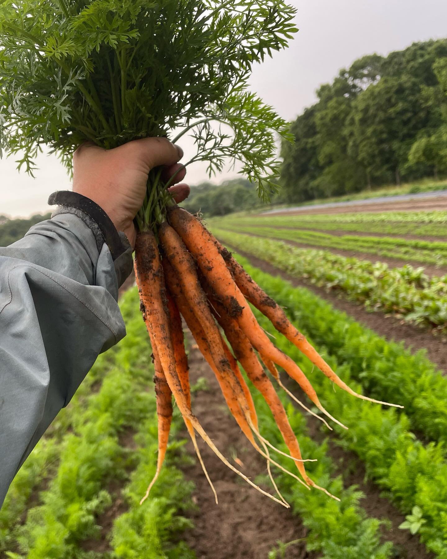 MONDAY CSA pickups in SELDEN and BAYSHORE! Is the farm a bit out of reach for a weekly visit? Consider one of our off-farm pickups! Lenny, a long time supporter of The HOG has offered his space in Selden for years as a pickup and we are forever grate