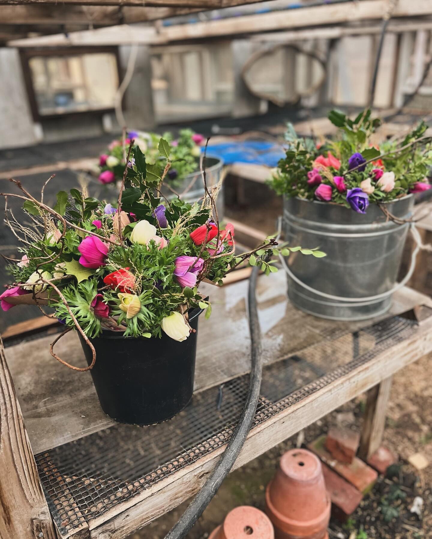 Thoroughly enjoyed working with these gorgeous anemone from @localroseslongisland and foraging holly, bittersweet vine and meadow grasses to create these bouquets for our Pop-Up shop last weekend. Big thanks to ALL who participated!
💜🩷❤️
Also last 