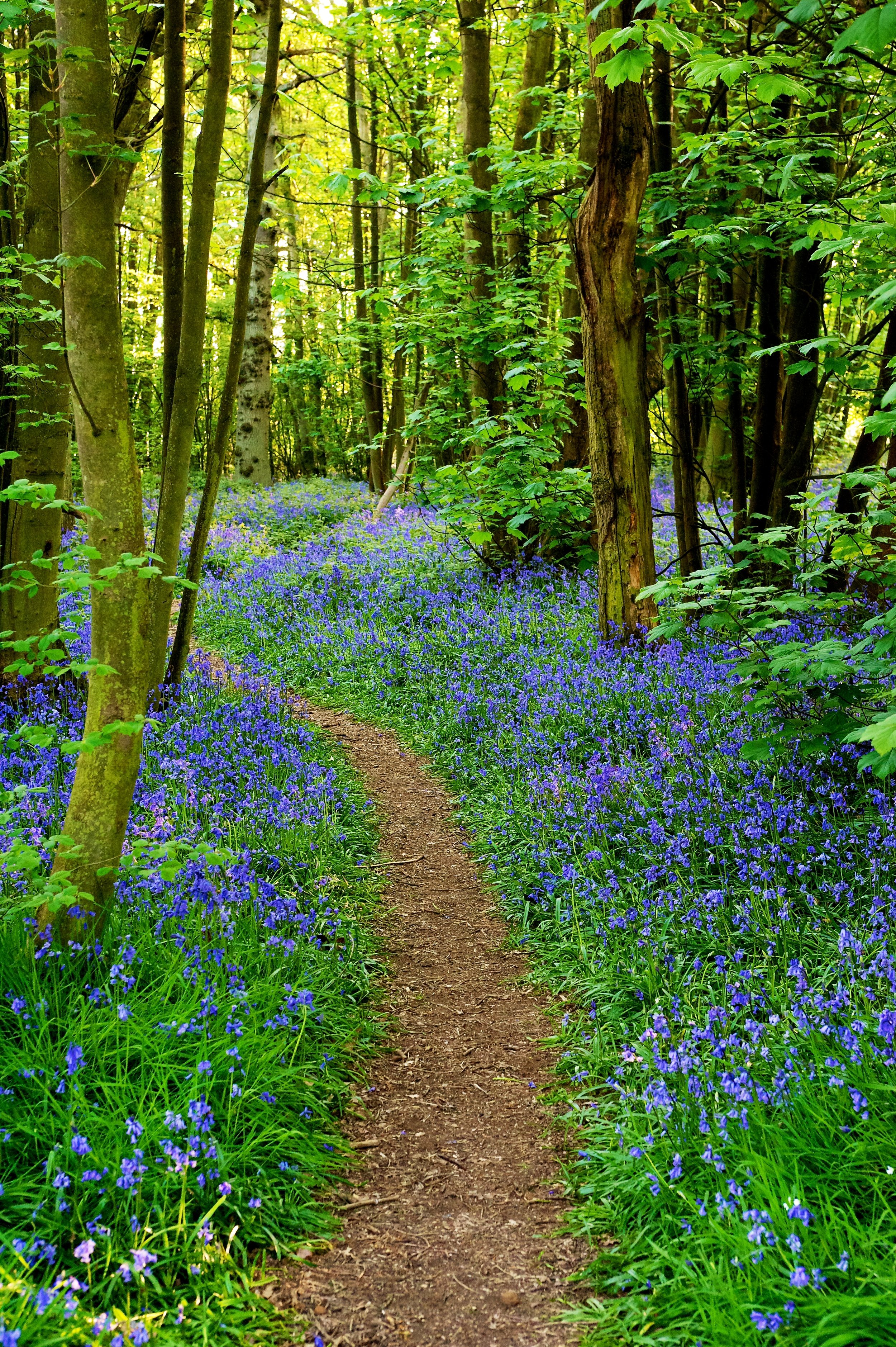Everdon Bluebells