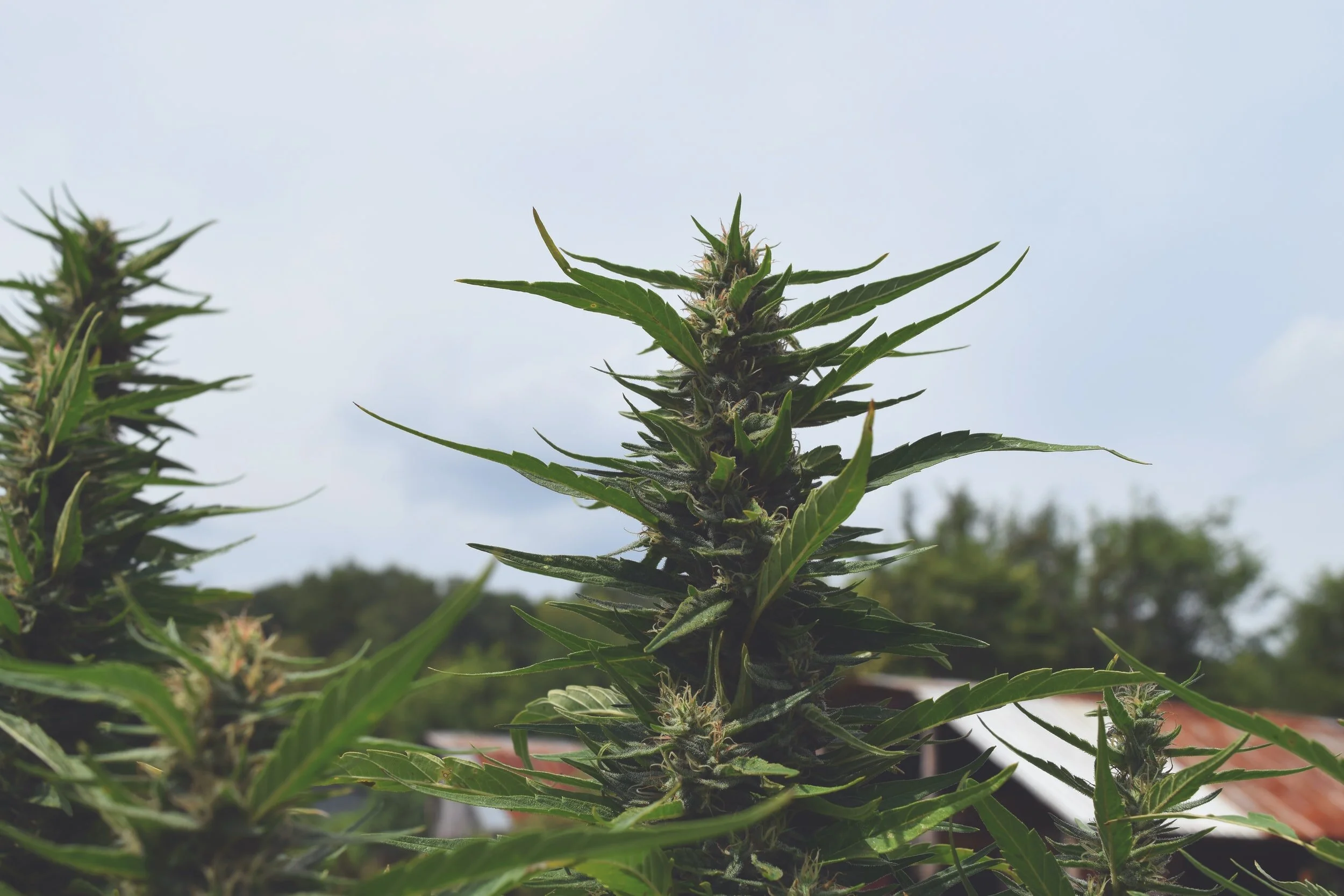 Attract More People To Your B2B Website With Blogs By A Hemp Content Writer