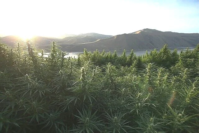 5 Key Ways A Hemp Content Writer Can Help Boost The Attractor Factor Of Your Online Business.