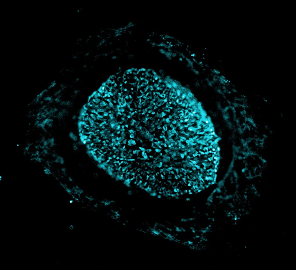iPSC Colony Color.jpg