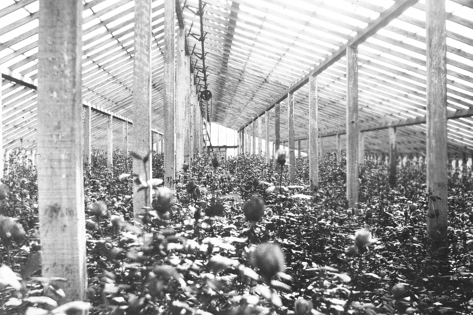 Inside Greenhouses 7.jpg