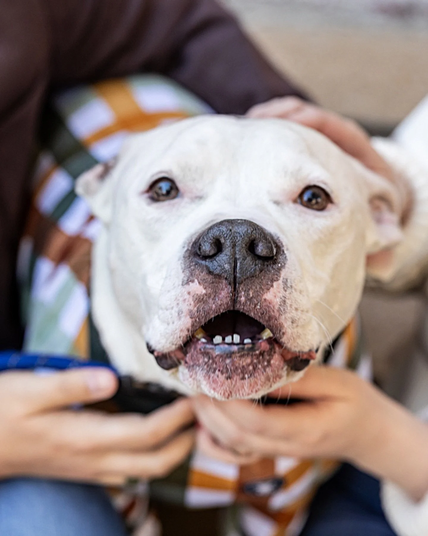 Sorry not sorry for this very image heavy post. It’s “go adopt an adorable pup like Chip and have a full family session” day!