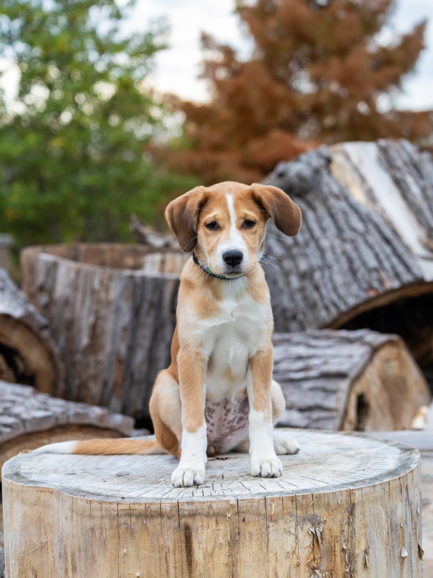 Can we bring our new puppy? Of course, and you better!