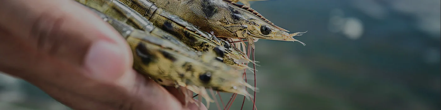 Improving animal nutrition using the power of the sea