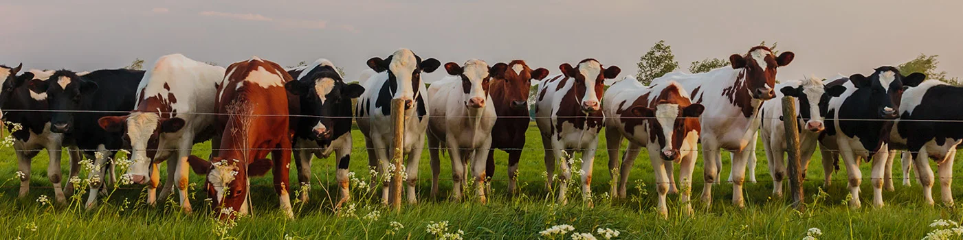 Improving animal nutrition using the power of the sea