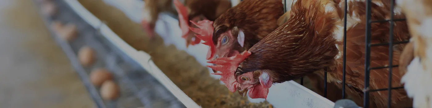 Improving animal nutrition using the power of the sea