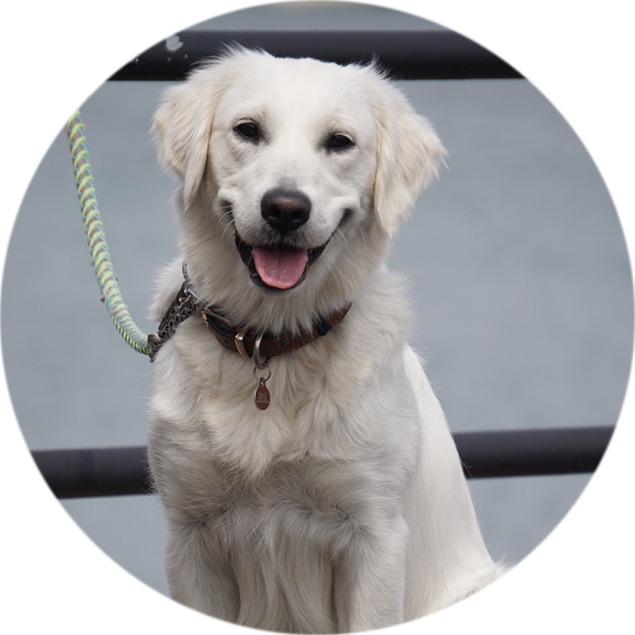 Tilly, Golden Retriever