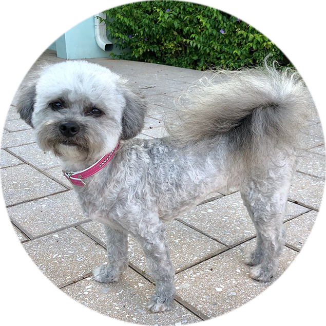 Rosie, Shih-Tzu/Poodle