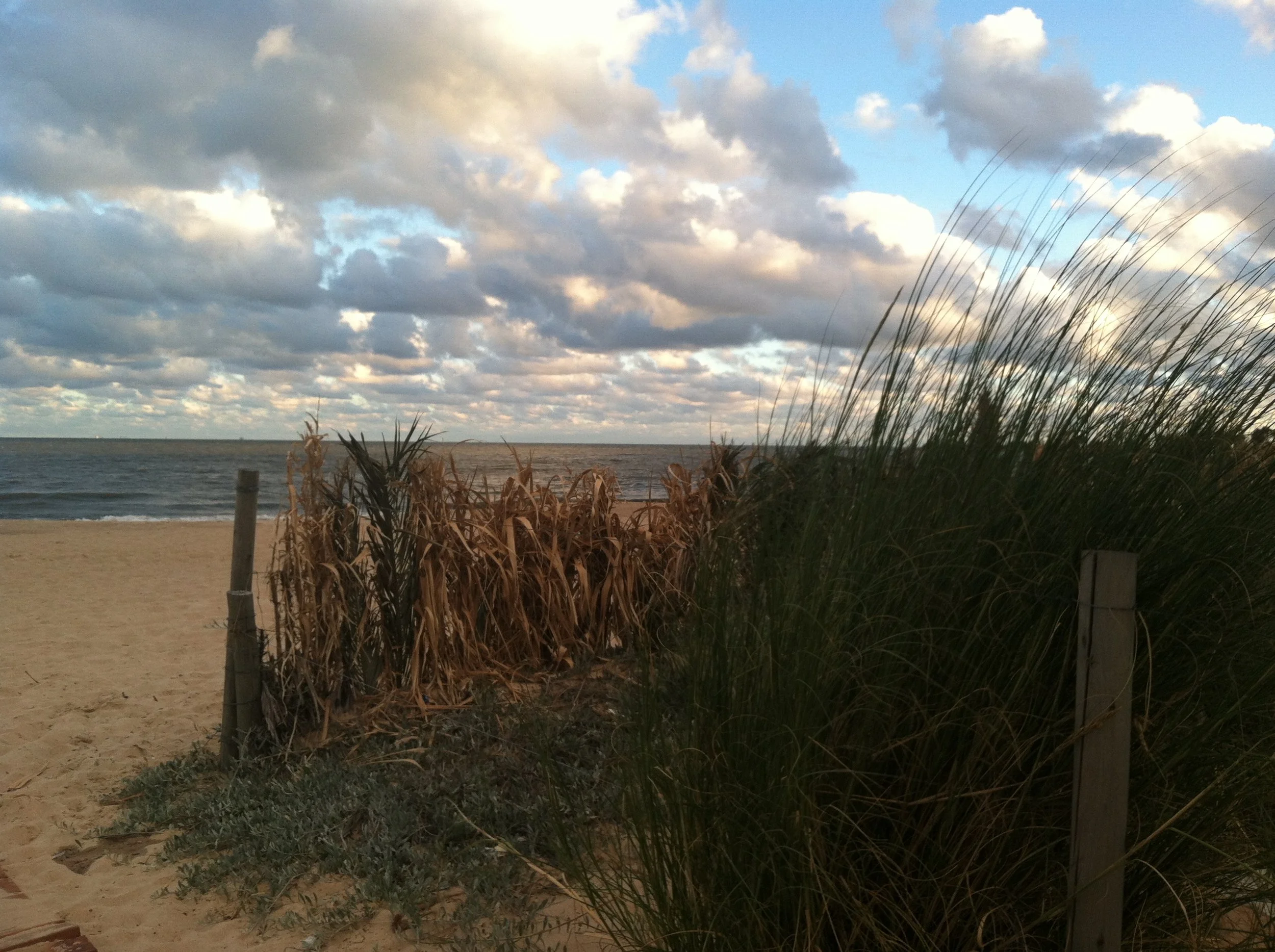 uruguay mtvd beach reeds.jpg