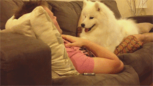 dog snoogle.gif