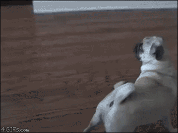 pug react.gif