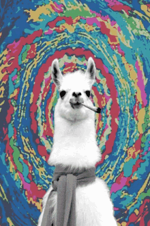 drug llama.gif