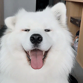 fluffy ears.gif