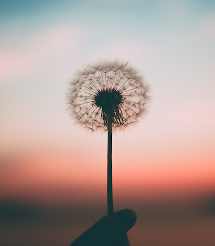 dandilion.png