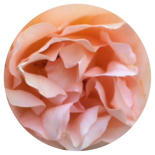 circle rose.png