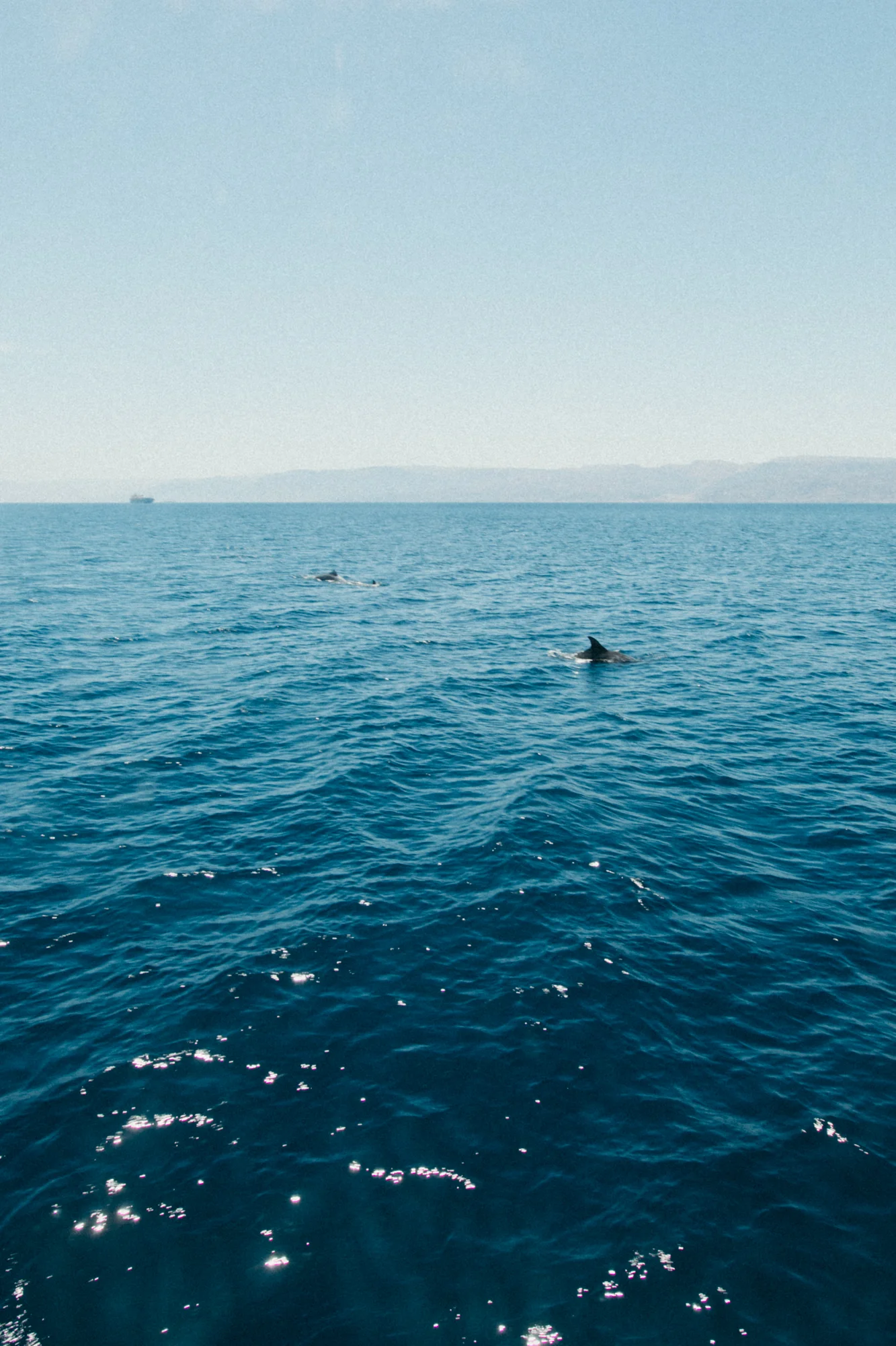 As if the day couldn’t get any better, dolphins showed up! Apparently it’s pretty rare to see them over here! I couldn’t get a great photo because I had my wide lens on inside the housing, but there were dozens of them. My heart fluttered and I could hardly believe it was all real! We followed them for a while and watched their huge white bellies come to the surface. We even saw a baby!