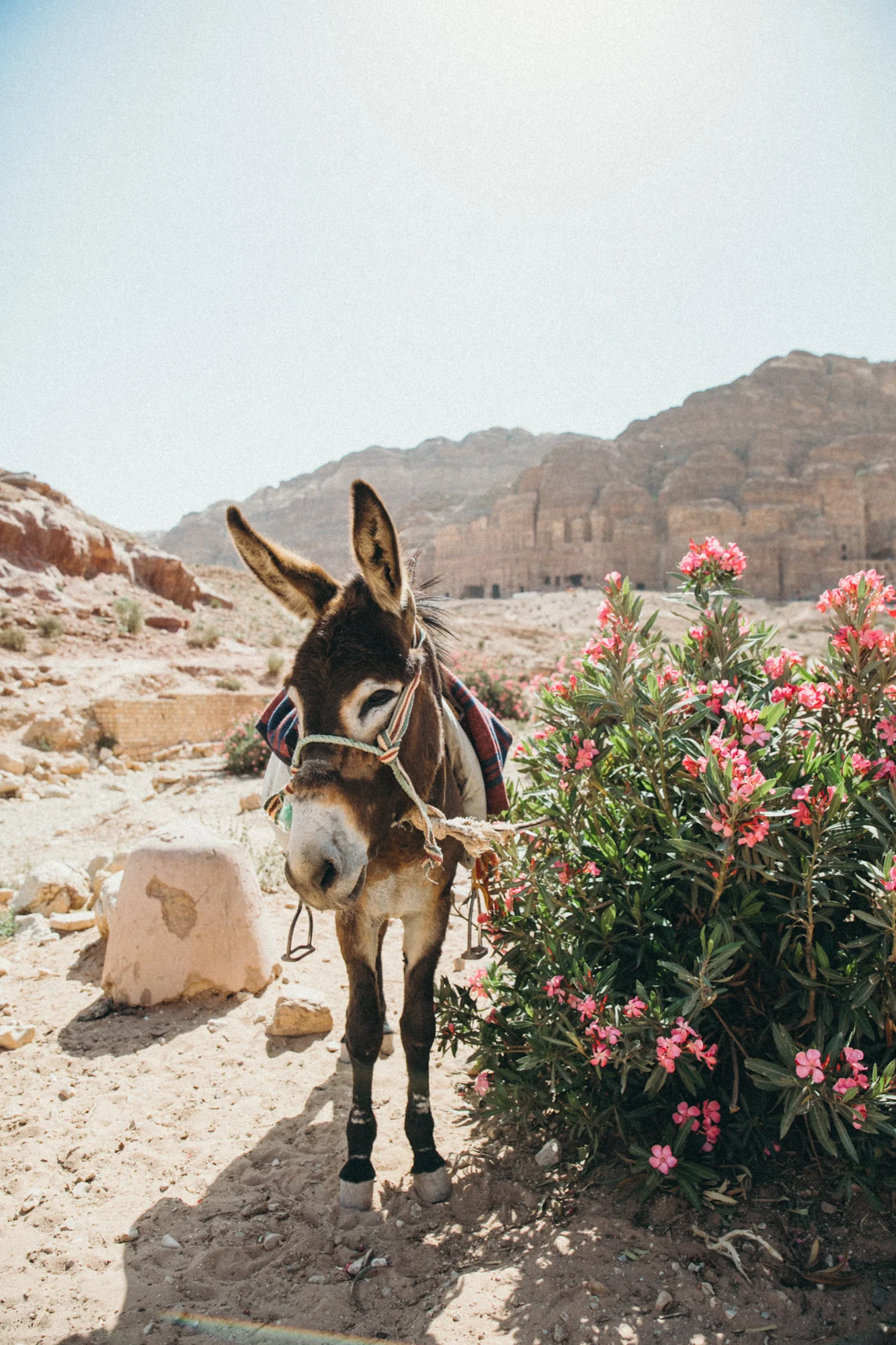 Cute lil donkey! They were everywhere.