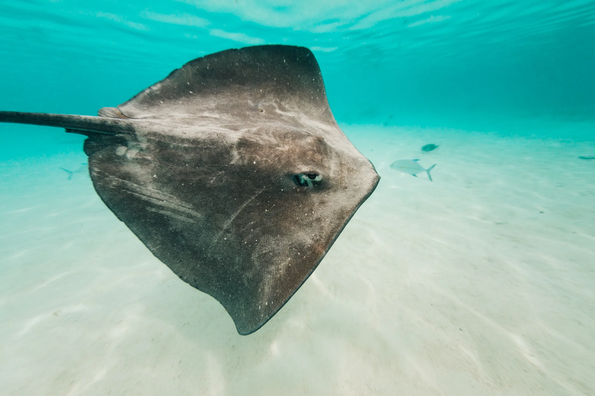 Tahiti_HBGOODIE2018 (30 of 82).jpg