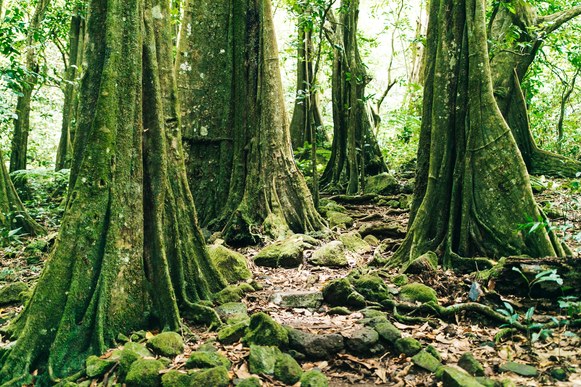 Magical forest walks.