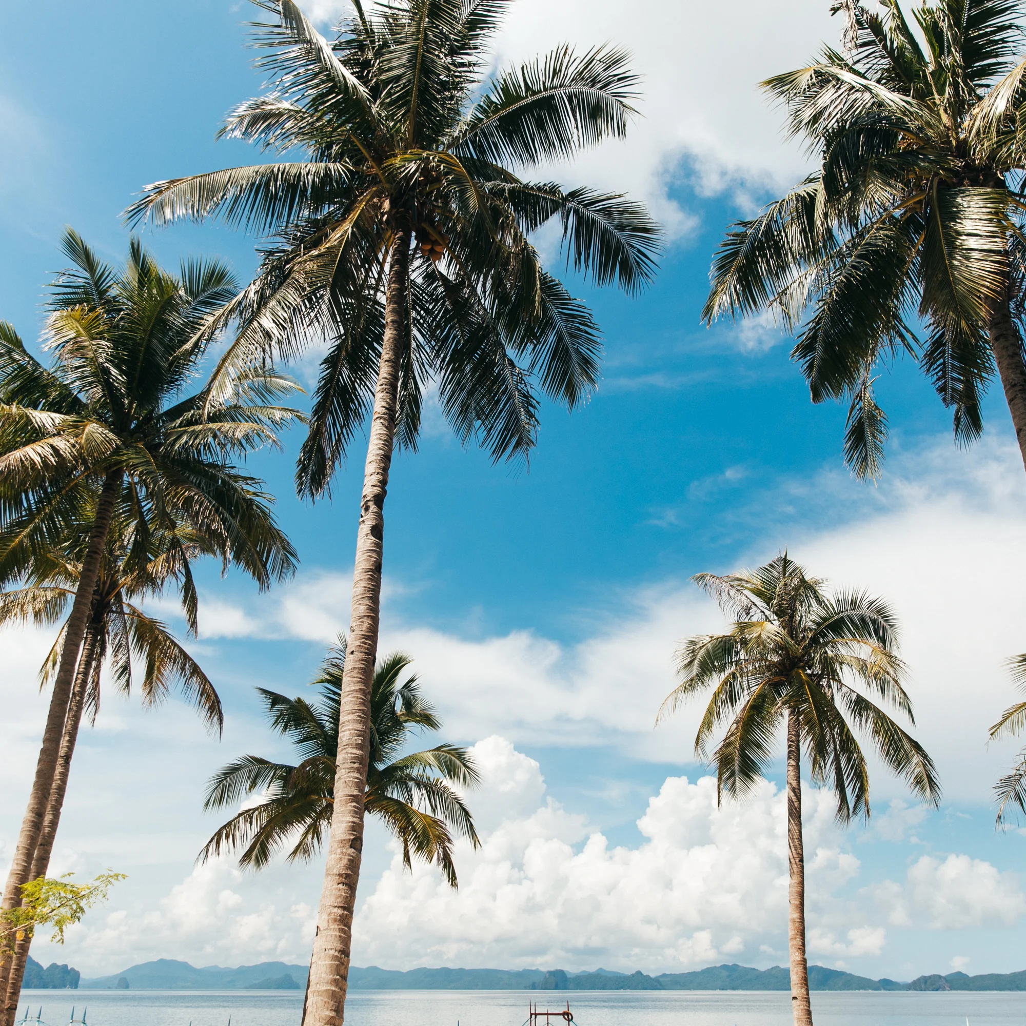 Coconut Trees in the Philippines