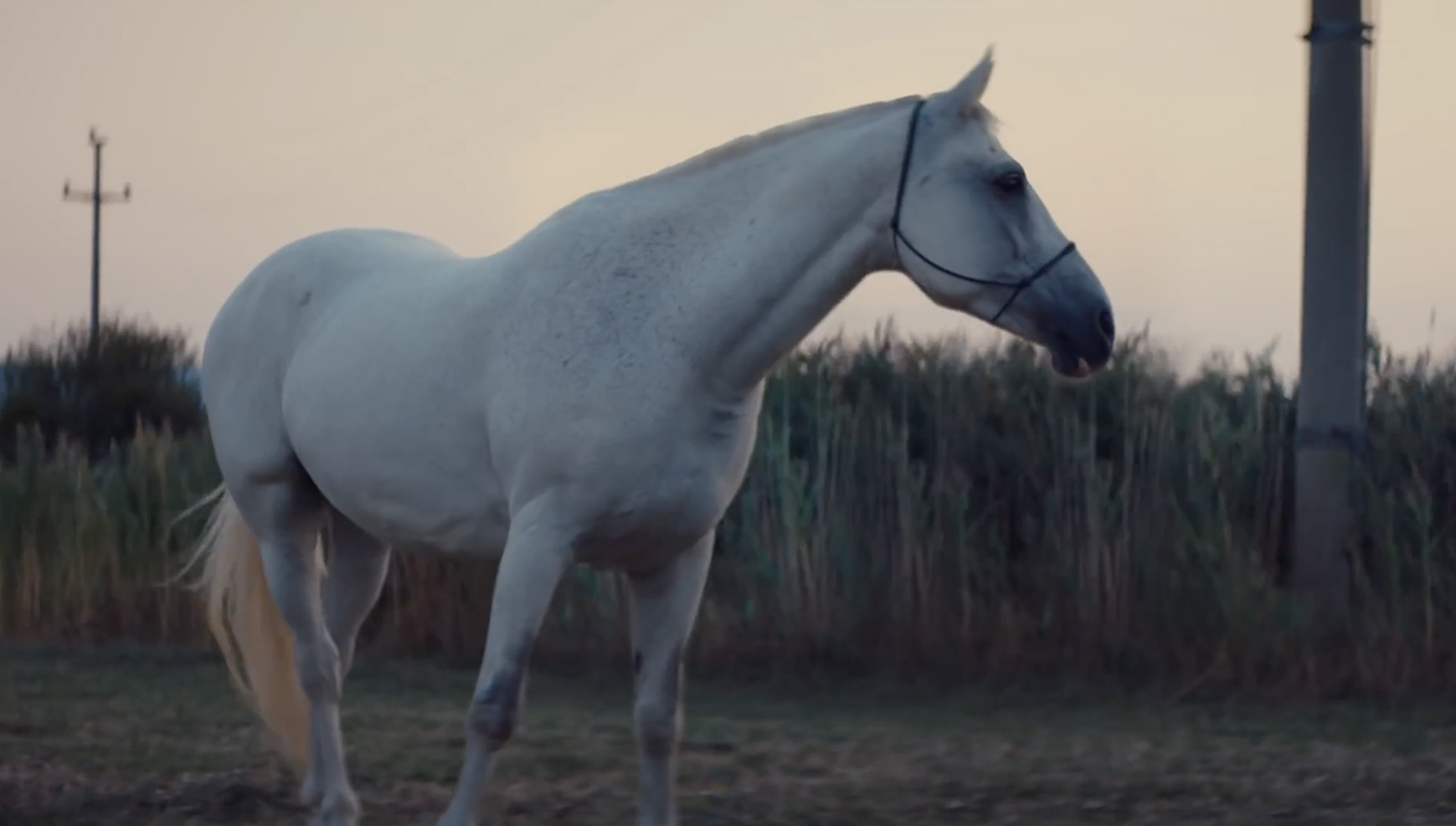 horse.jpg