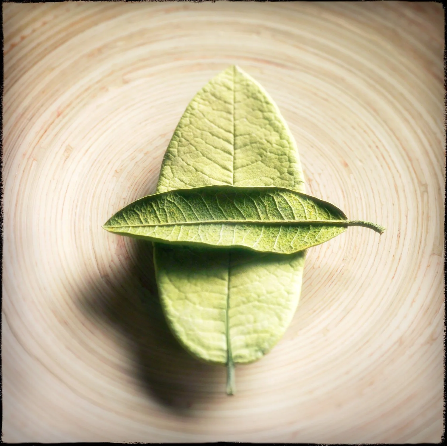 TwoGreenLeavesSq5-26-25SQSP.jpg