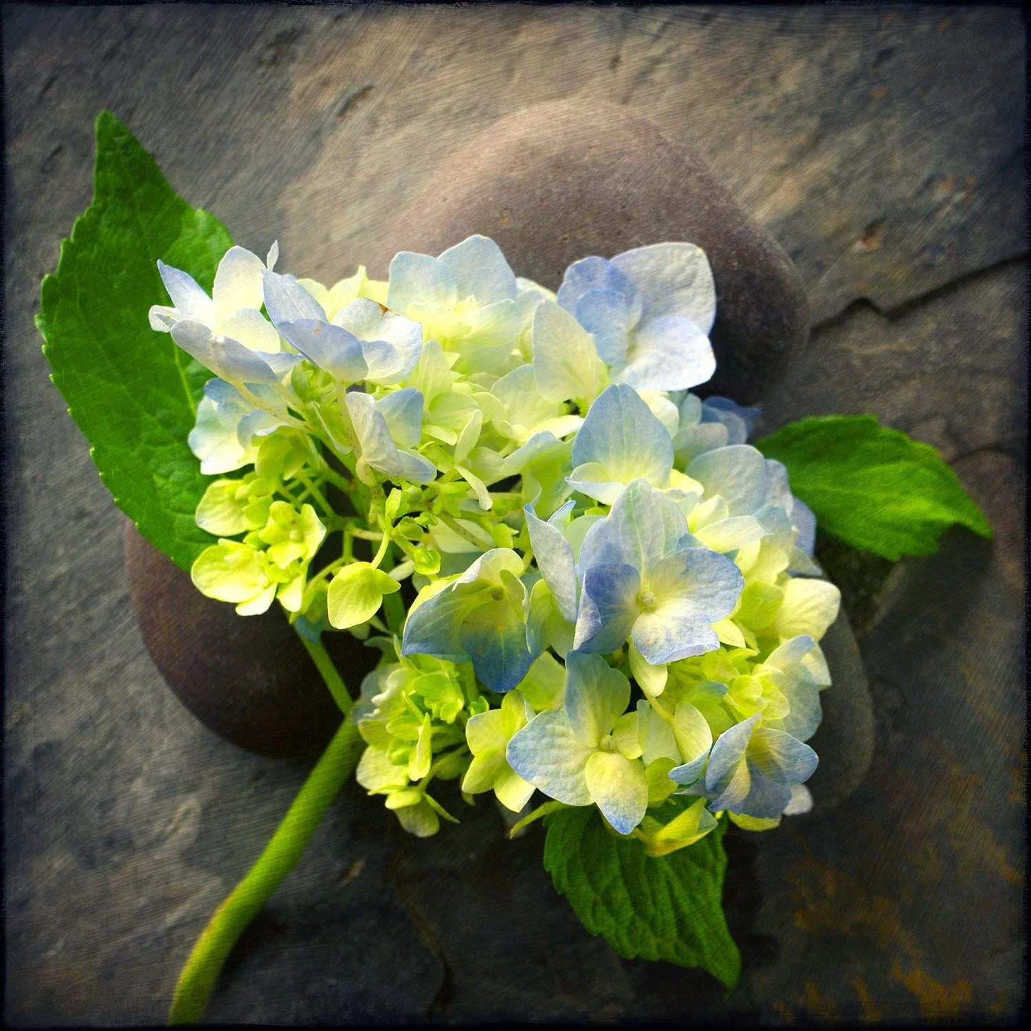 BlueHydrangea1LessFillTextureLayersLighter2SQSP.jpg