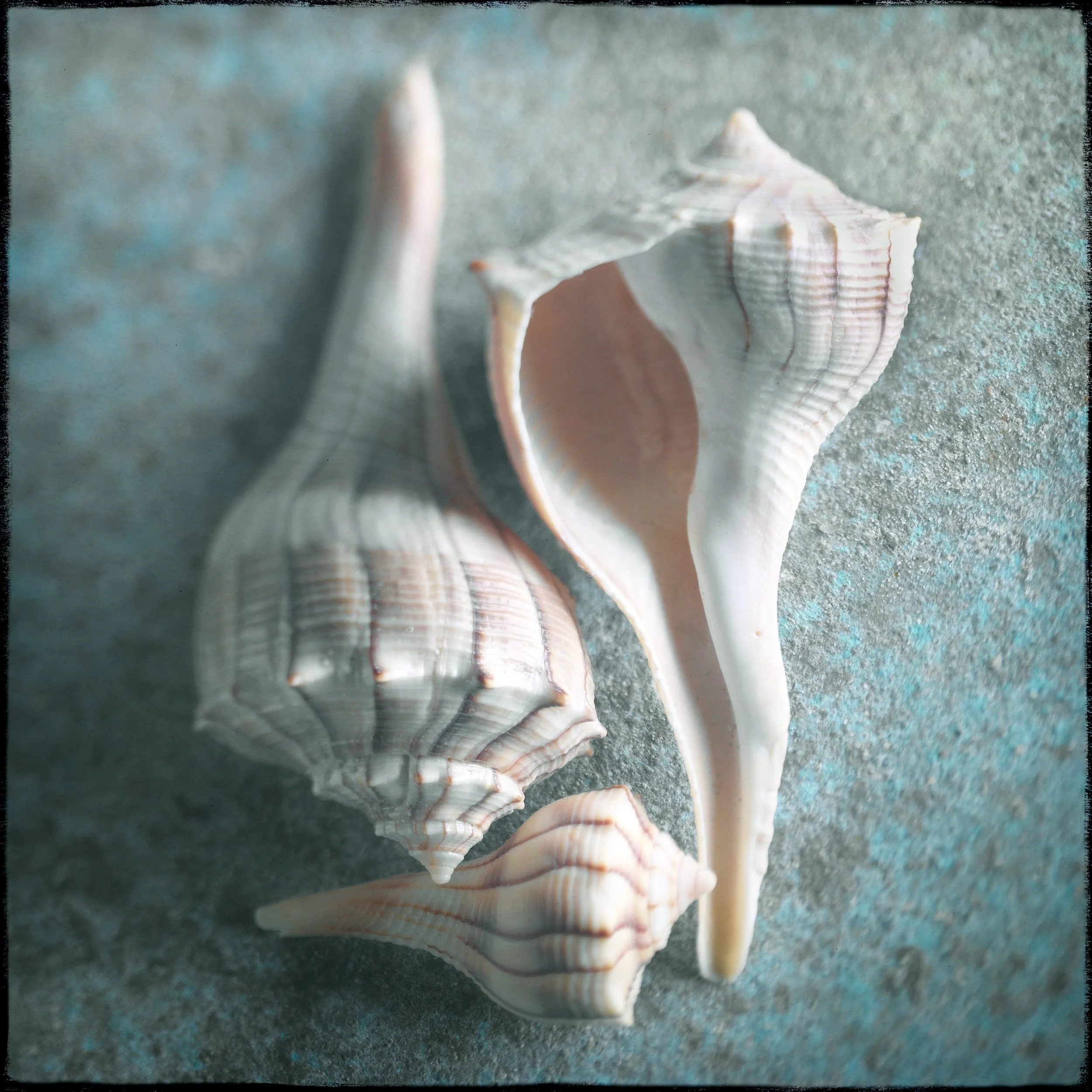 Whelk14x14UpdatedLessTextureLayersMoreSat3-21-26Saatchi.jpg