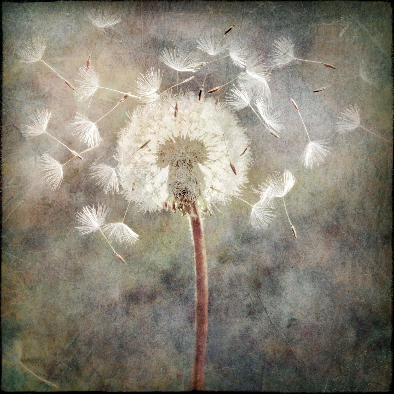 Dandelion12x12MutedWarmerColorUpdateTextures2-8-25SQSP.jpg