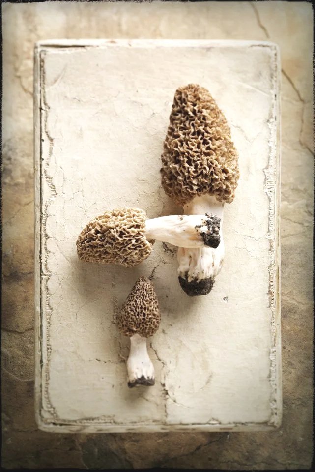 Morels0853Updated8-14-26SQSP.jpg