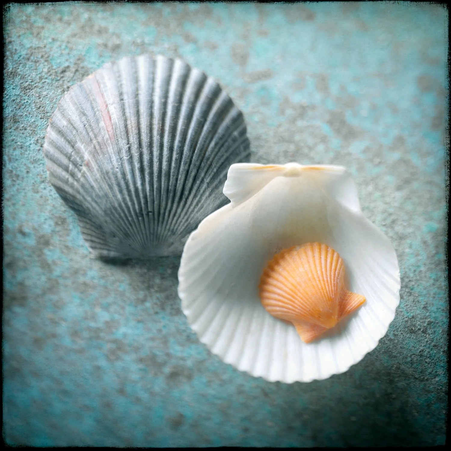 ScallopsSqUpdated4-30-26SQSP.jpg