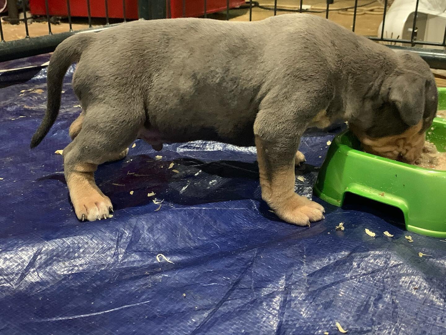 That 4 week old puppy swag 😎😎

_____________________

Www.zenkennelsAz.net 

_____________________

This 2nd pick male is available 🤩🤯 
#zenkennels #puppy #available #4weeksold #tricolor #americanbully #XL #Legendary #Bloodline #BullyWorldWide