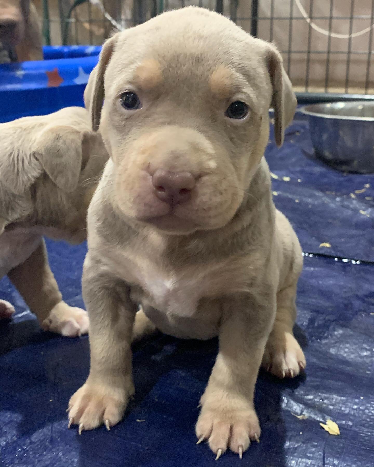 4 week old female from @zenkennels Epona x Prime from @_2legendarybulliez these pups are absolutely insane and they truly speak for themselves 💯 I have 1 male remaining from this breeding and I&rsquo;m telling you every single one of these pups are 