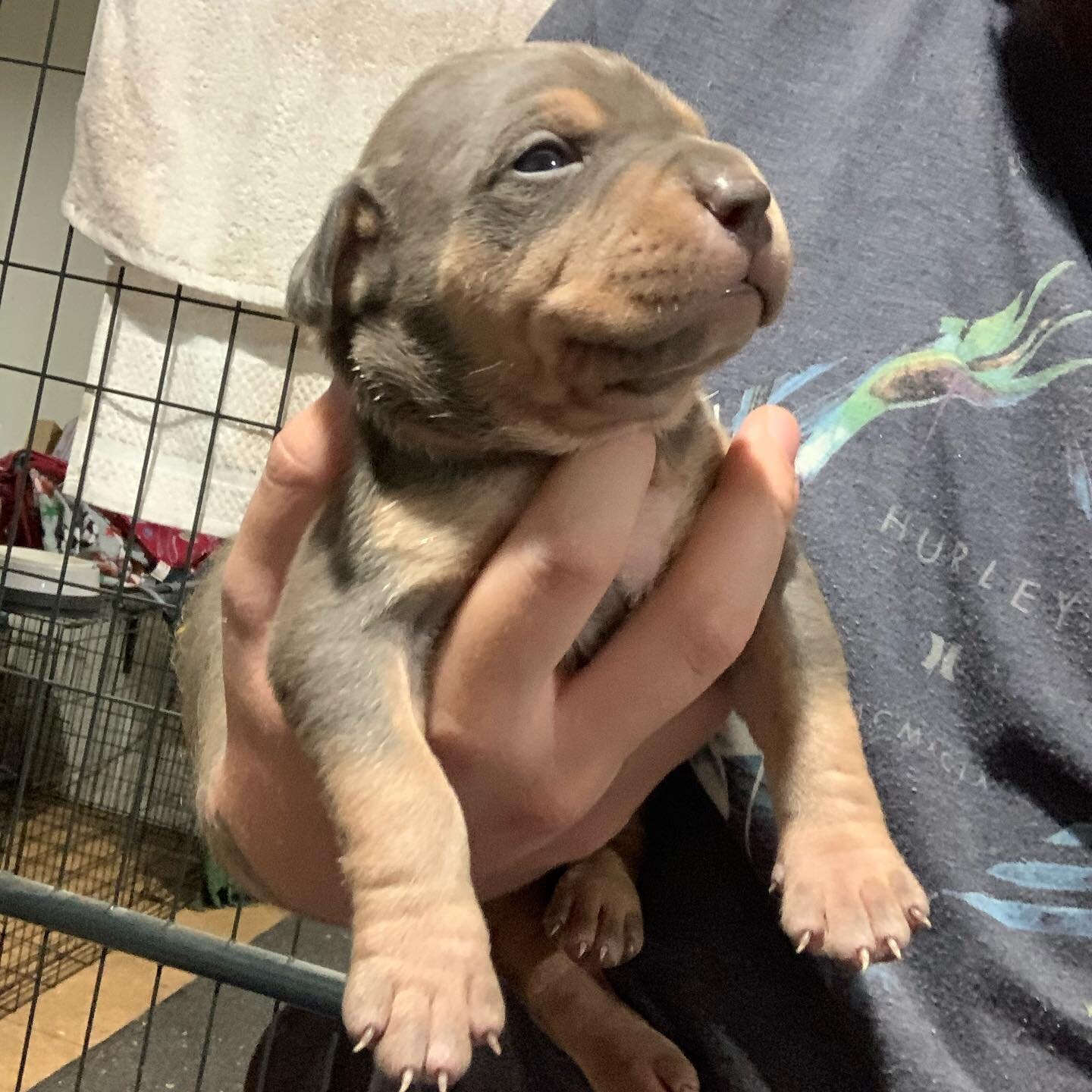 14 day old Male from Epona x Prime 🔥🔥🔥 I just want to share this update and the crazy thing is ... he&rsquo;s available 🔥🔥🐐 someone is going to get incredibly lucky to take home this guy 🙌 #ZenKennels #Epona❌PrimeTime #14daysOld #Puppy #Americ