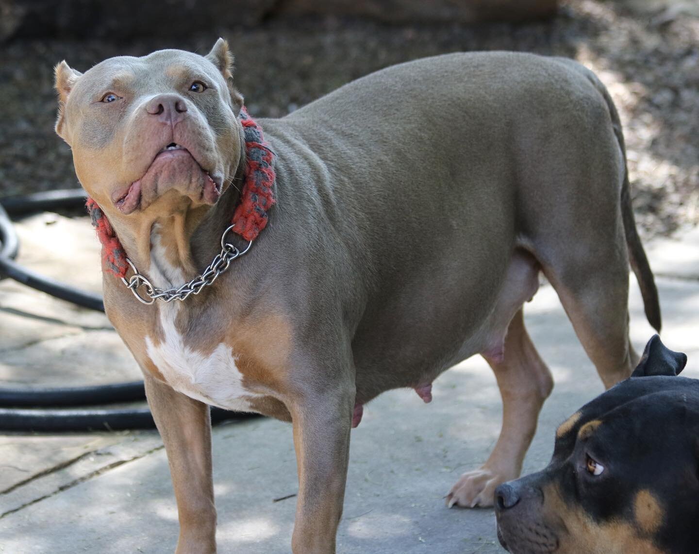 Zen Kennels Epona is 10 days away from delivery 🥳💙 I can&rsquo;t wait to meet the new puppies 🐶 How many pups do you think Epona will have? #Epona #ZenKennels #PupsInTheOven #Lilactri  #tricolor #XlBully