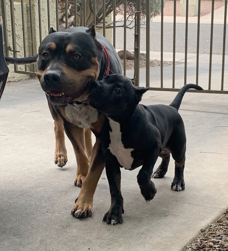 El chapo &amp; Isabel 🙌 #ZenKennels #TrustTheProcess #AmericanBully