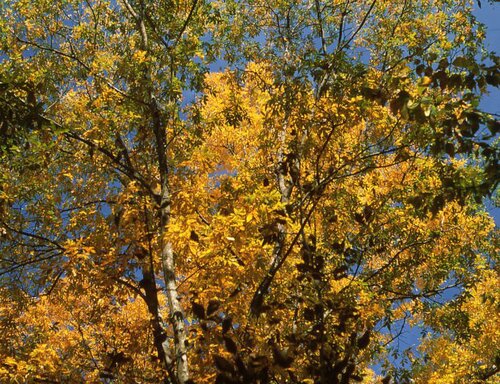 Photo credit - Wade Harris on Flickr