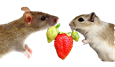 Rats and Berries