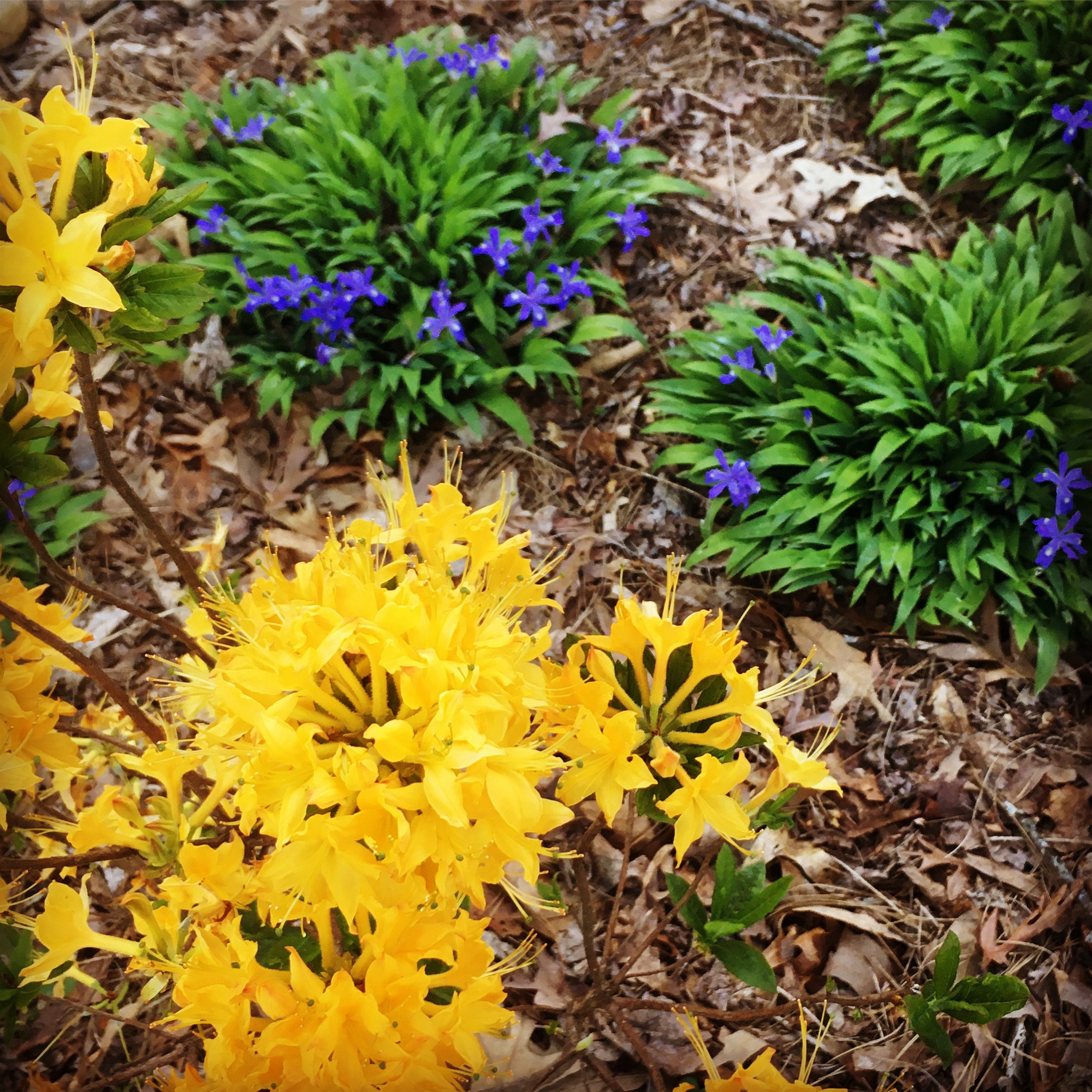 Azalea and Iris.jpeg