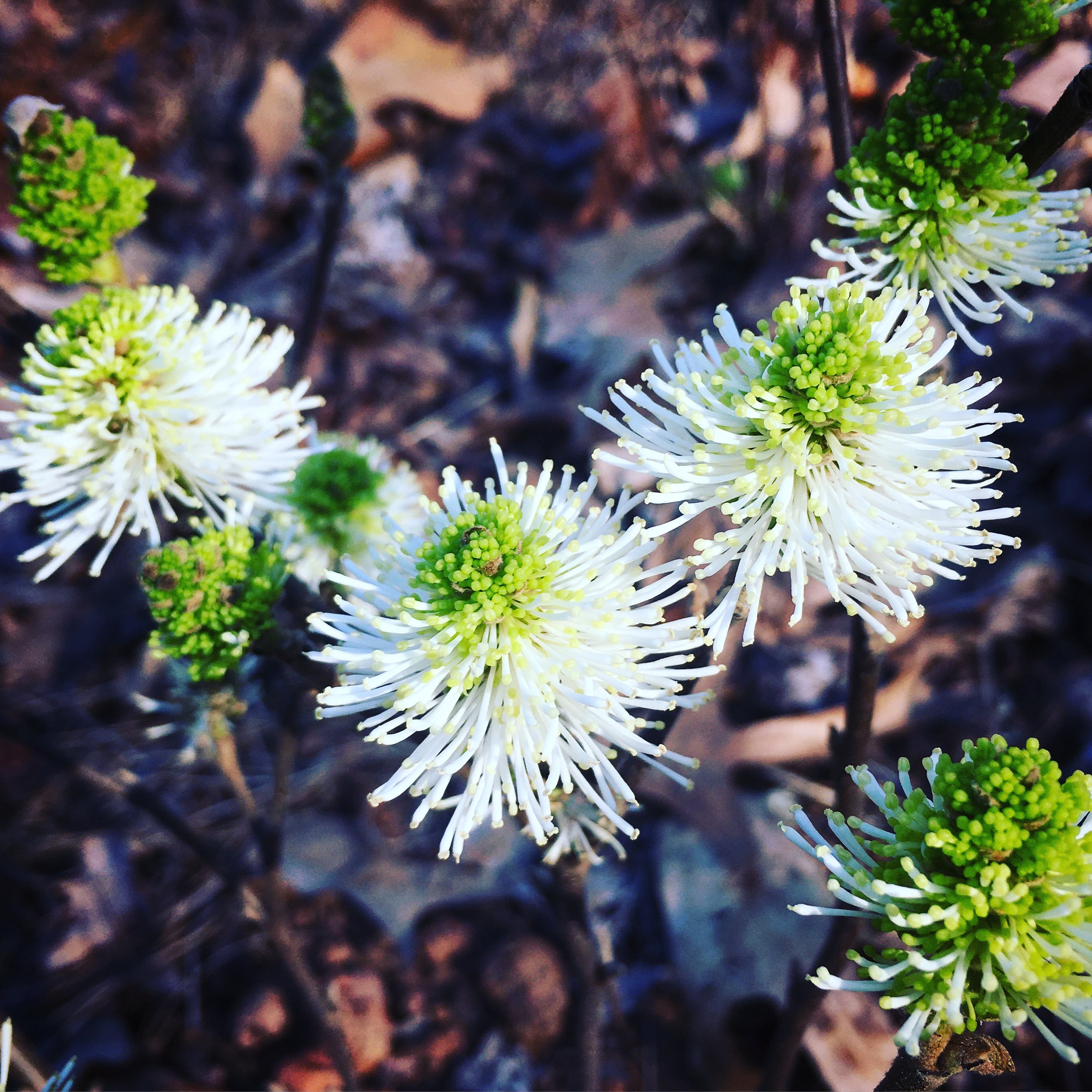 Fothergilla Blooms.jpeg